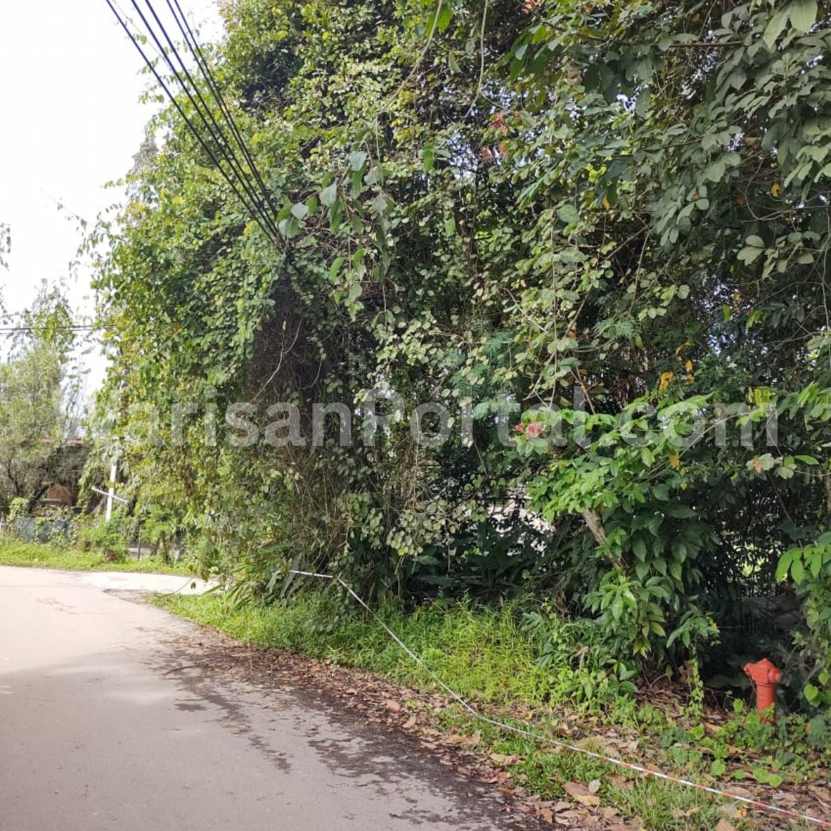 诊所外道路旁杂草与树枝过度生长，亟需清理